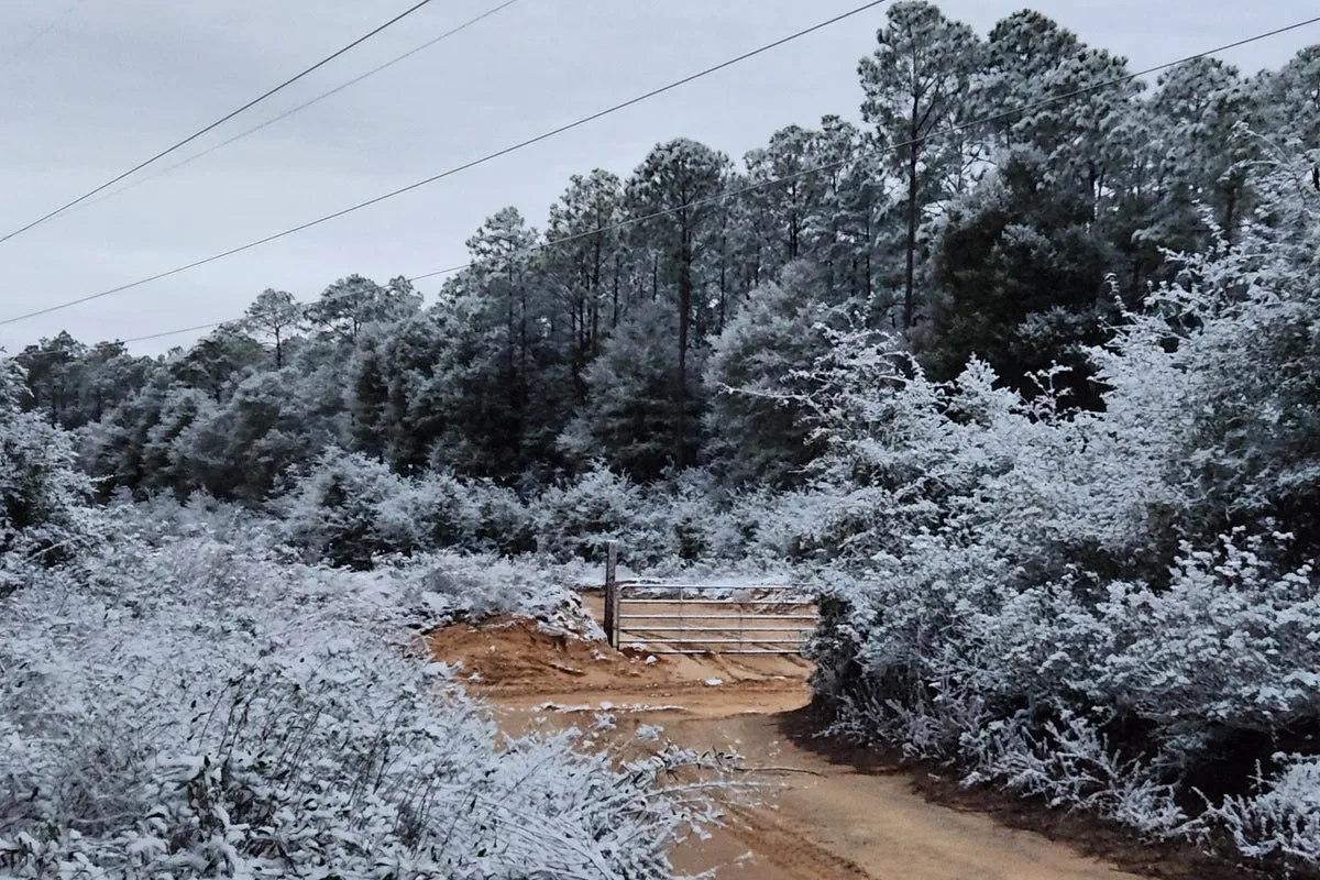 Florida Sees Snow for Second Consecutive Year in Rare Phenomenon