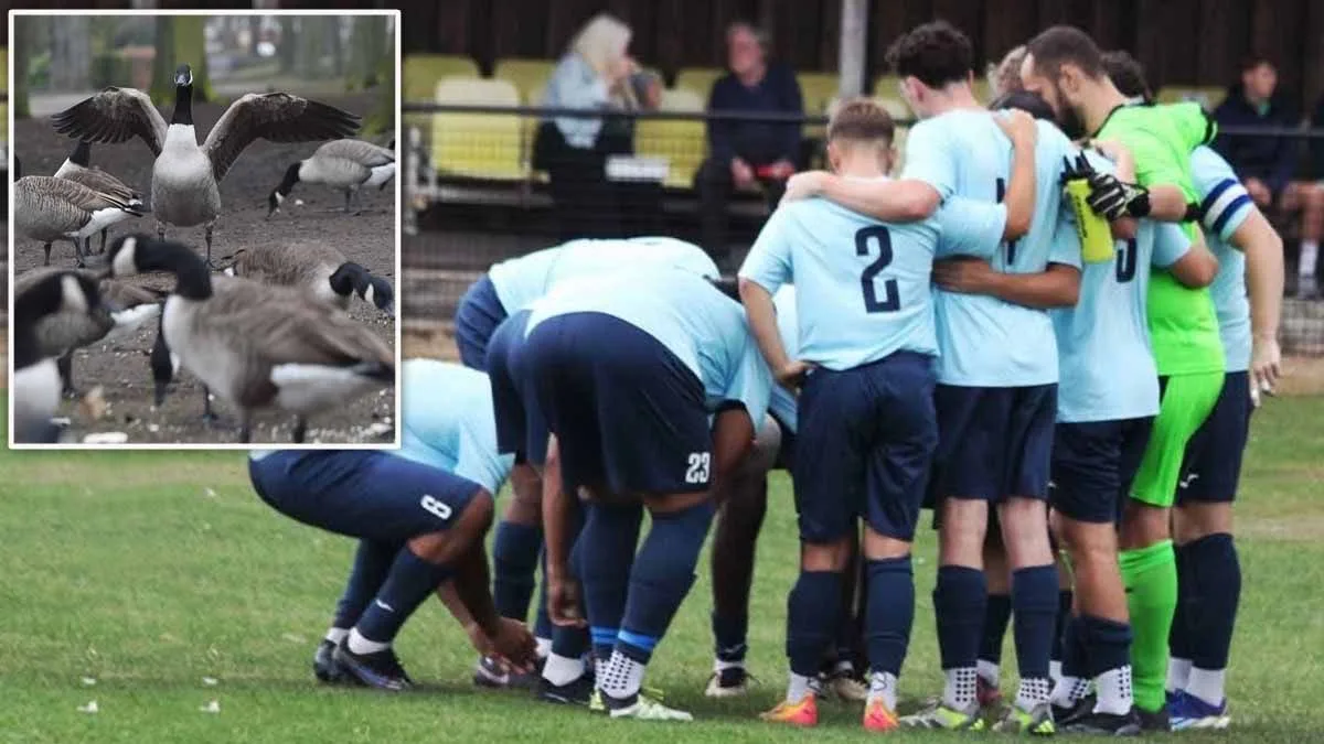 Non-League Match Called Off Due to Goose Poo on Pitch