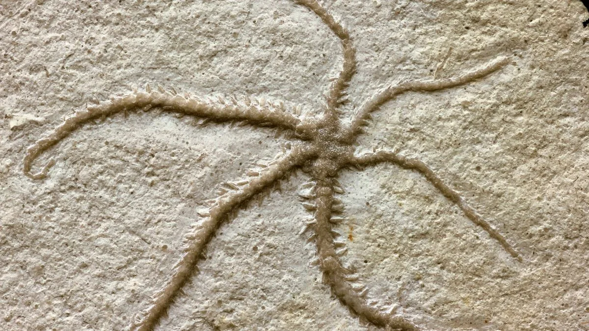 155-Million-Year-Old Fossil Shows Starfish-Like Creature Cloning Itself