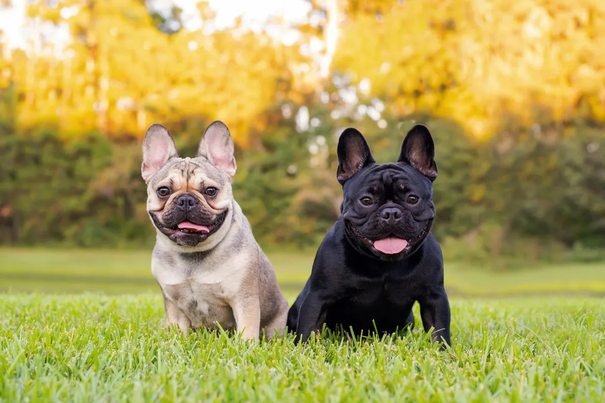 Four Dogs Stolen Daily Across UK in 2025