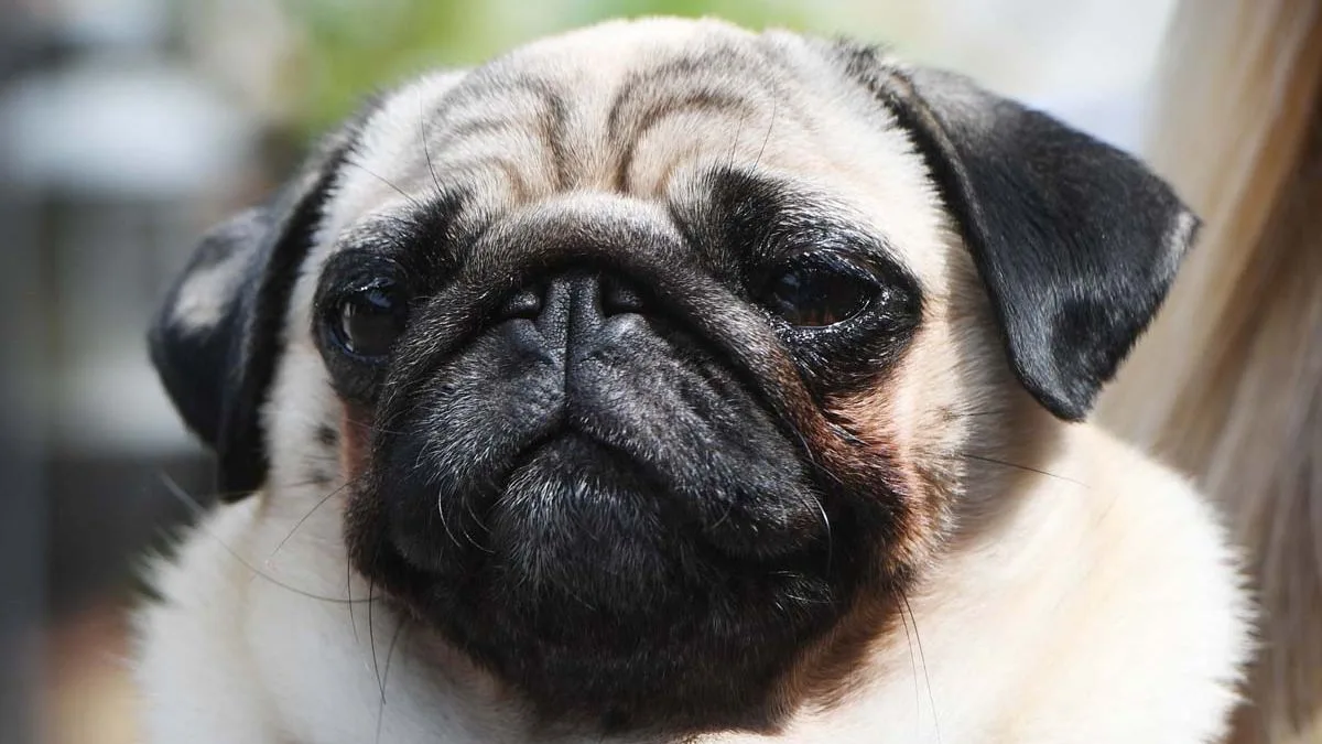 Dognapping Reaches Four-Year High in UK, Pugs and French Bulldogs Top Targets