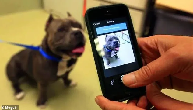 Chinese AI Firm Develops Nose Print Recognition to Find Lost Dogs