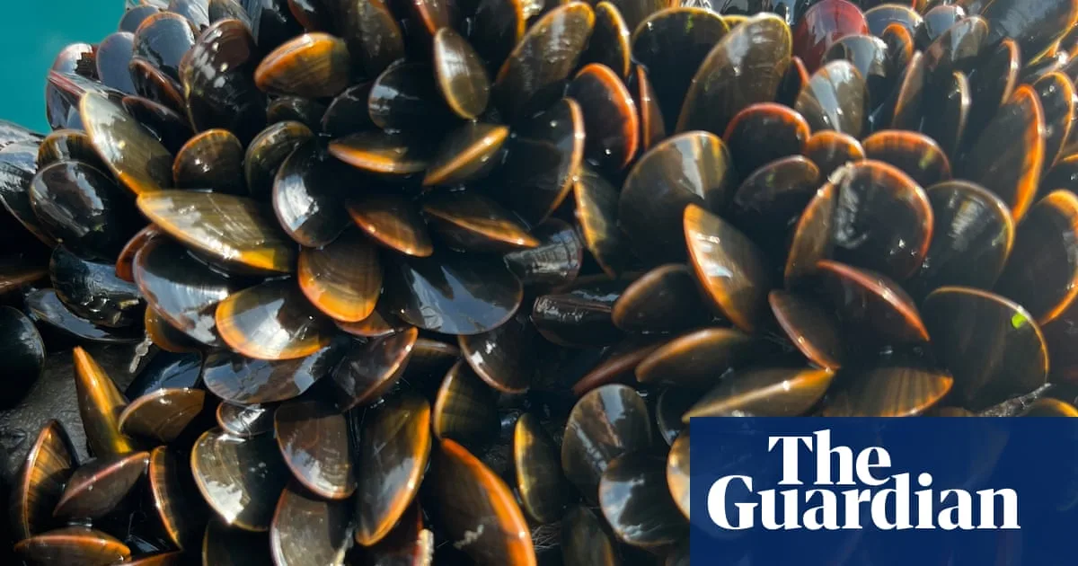 French Customs Reject UK Shellfish Shipments Despite EU Reset Deal
