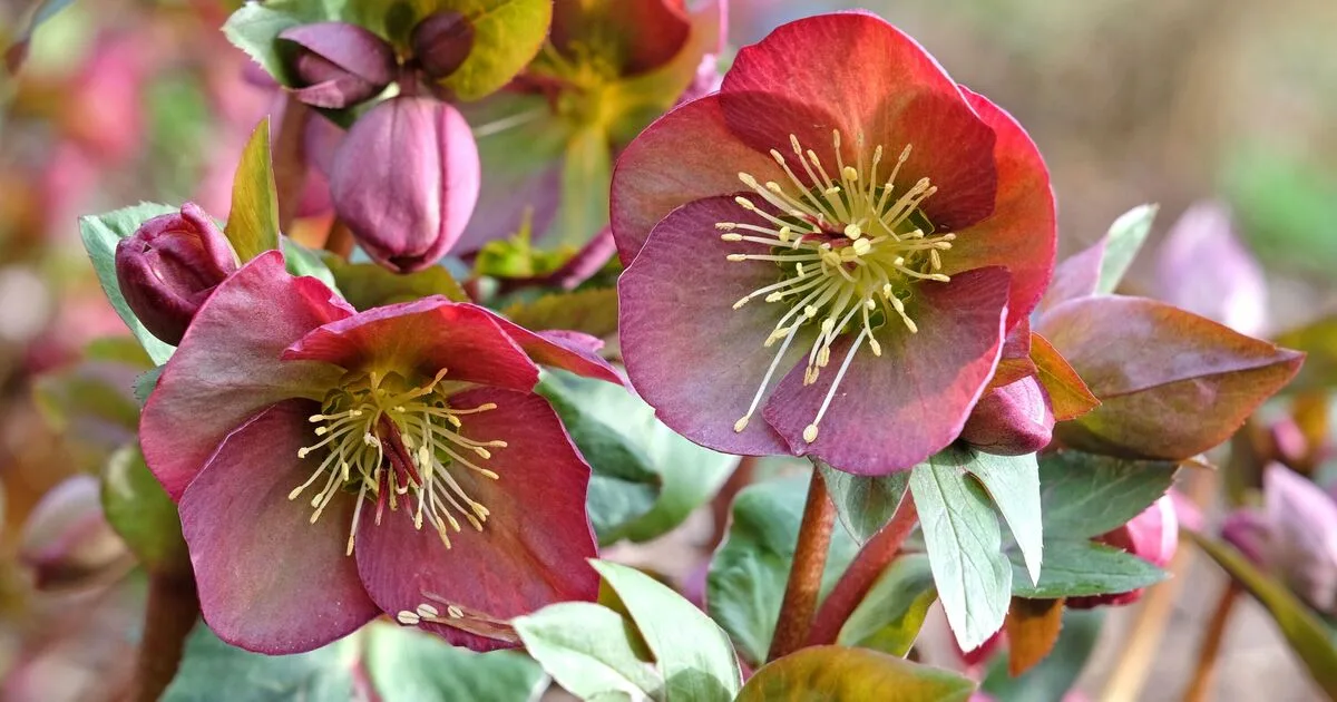 Frost-Tolerant Hellebores Keep UK Gardens Blooming Through Winter