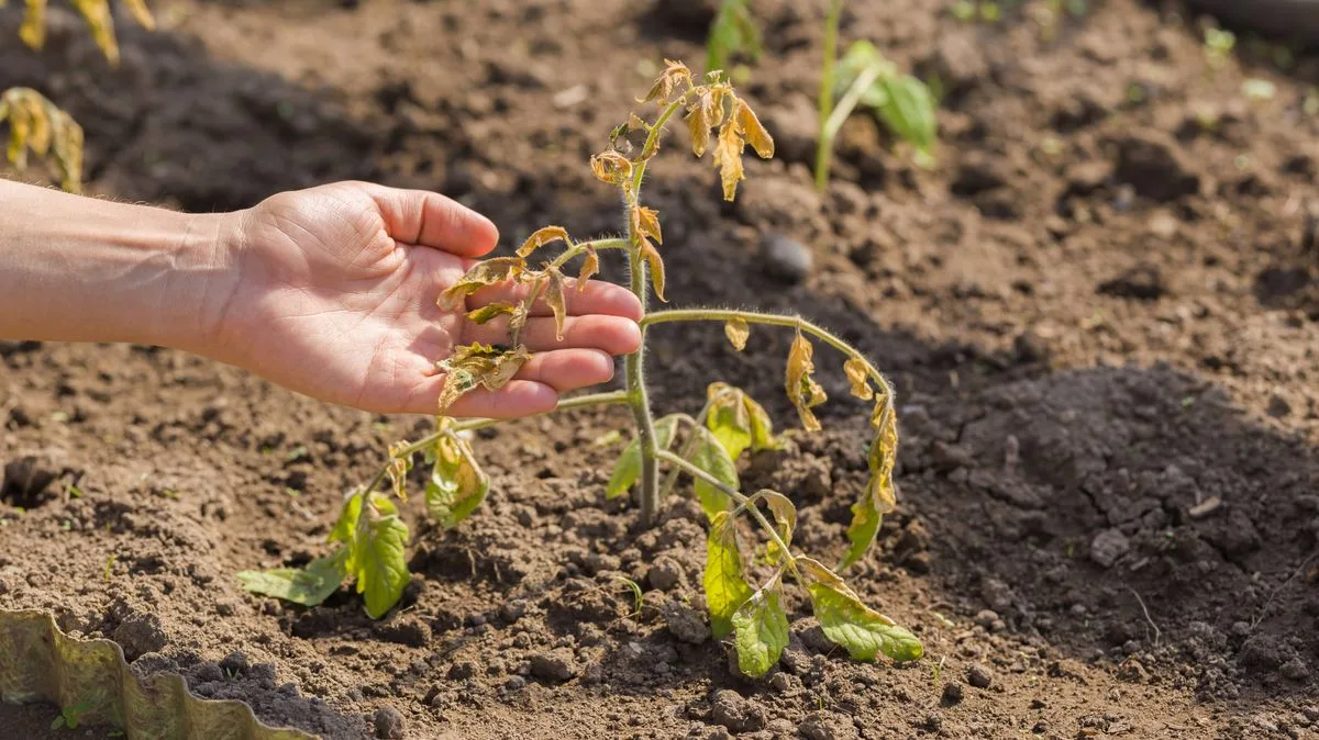 Gardener's Bowl Soak Method Revives Dry Plants In One Hour