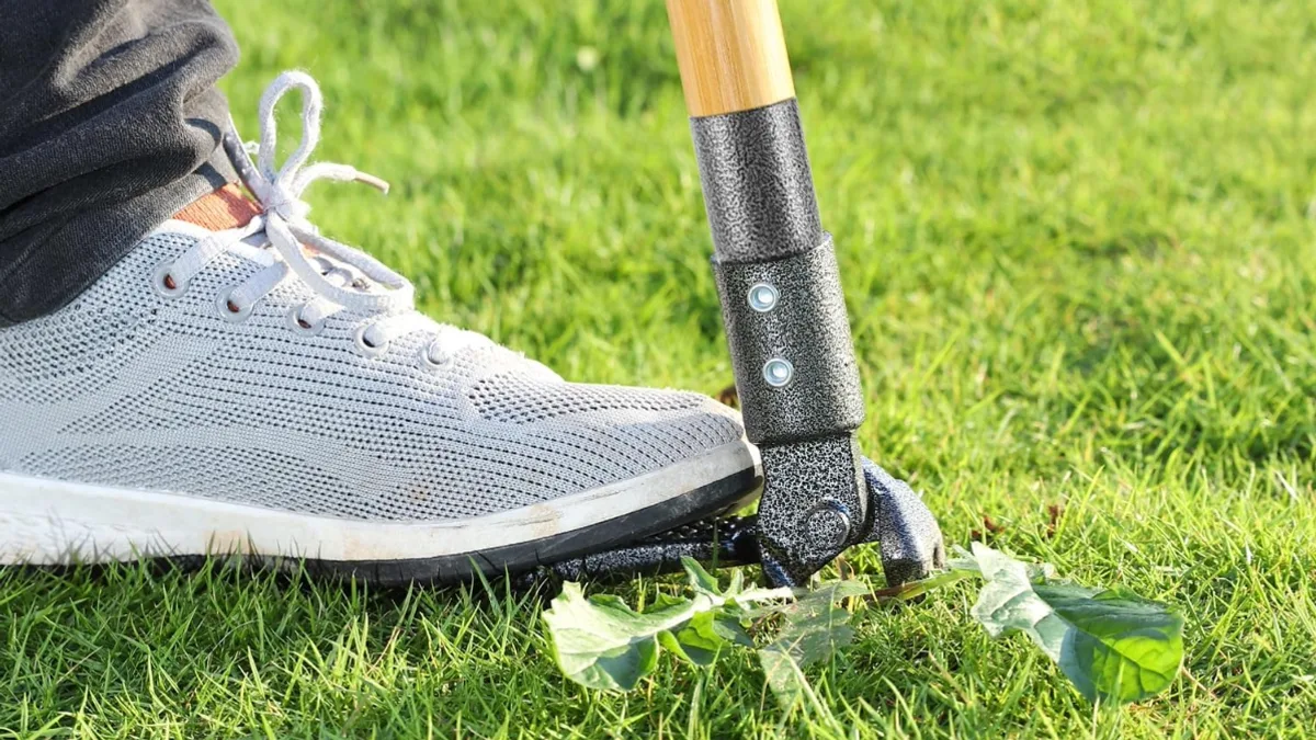 Gardeners Hail £25 Weed Puller as 'Life-Saver' for Dandelions