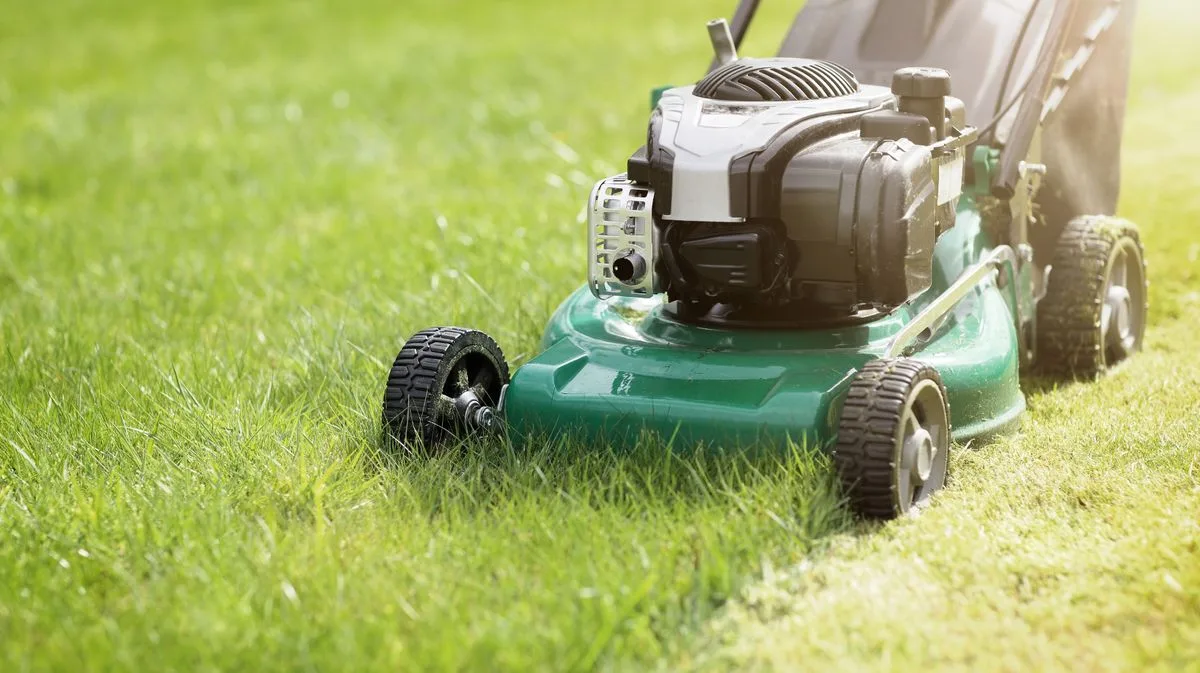 Gardeners Embrace Cheaper and Easier Clover Lawns Loved by Bees
