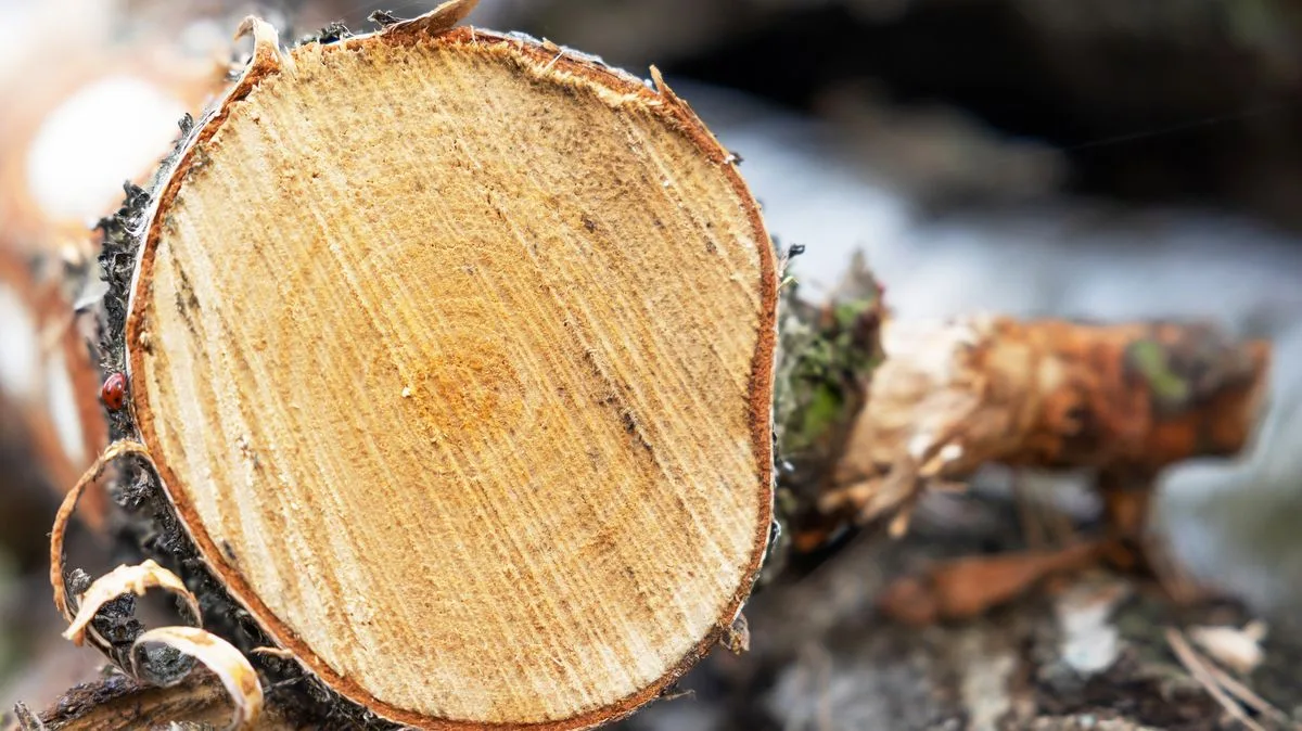 Gardeners Warned to Avoid Cutting 'Forbidden' Tree in May