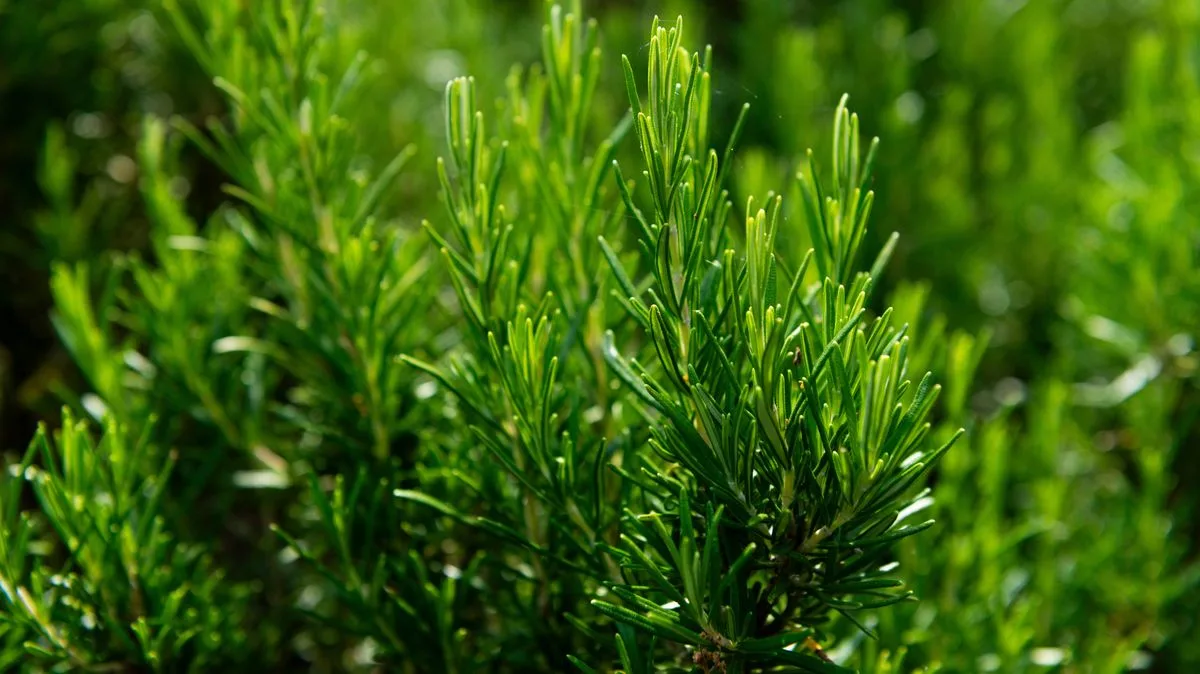 Gardening Expert Urges: Buy These Two Plant Types Now