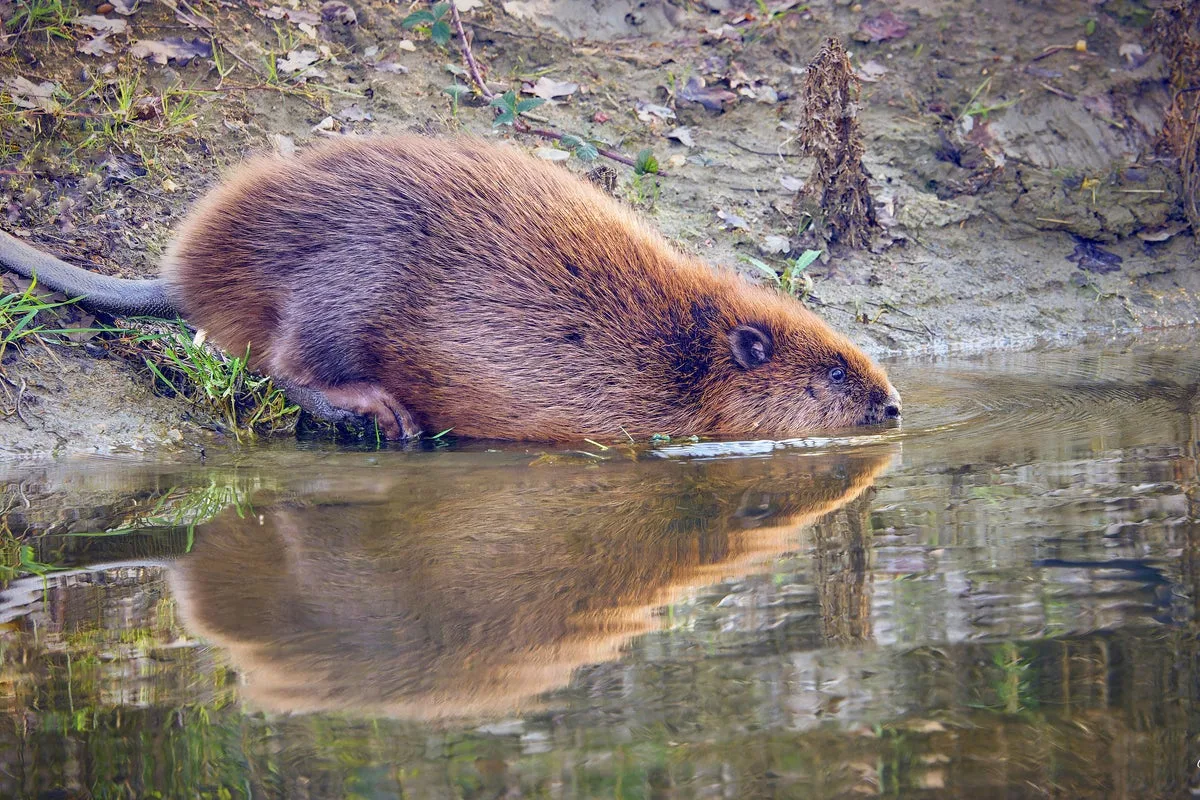 Georgia HOA in Dispute Over Beaver Trapping