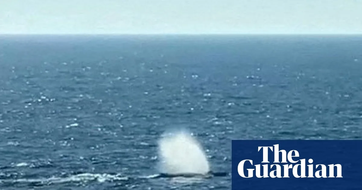 Rescuers Release Stranded Humpback Whale Calf in North Sea