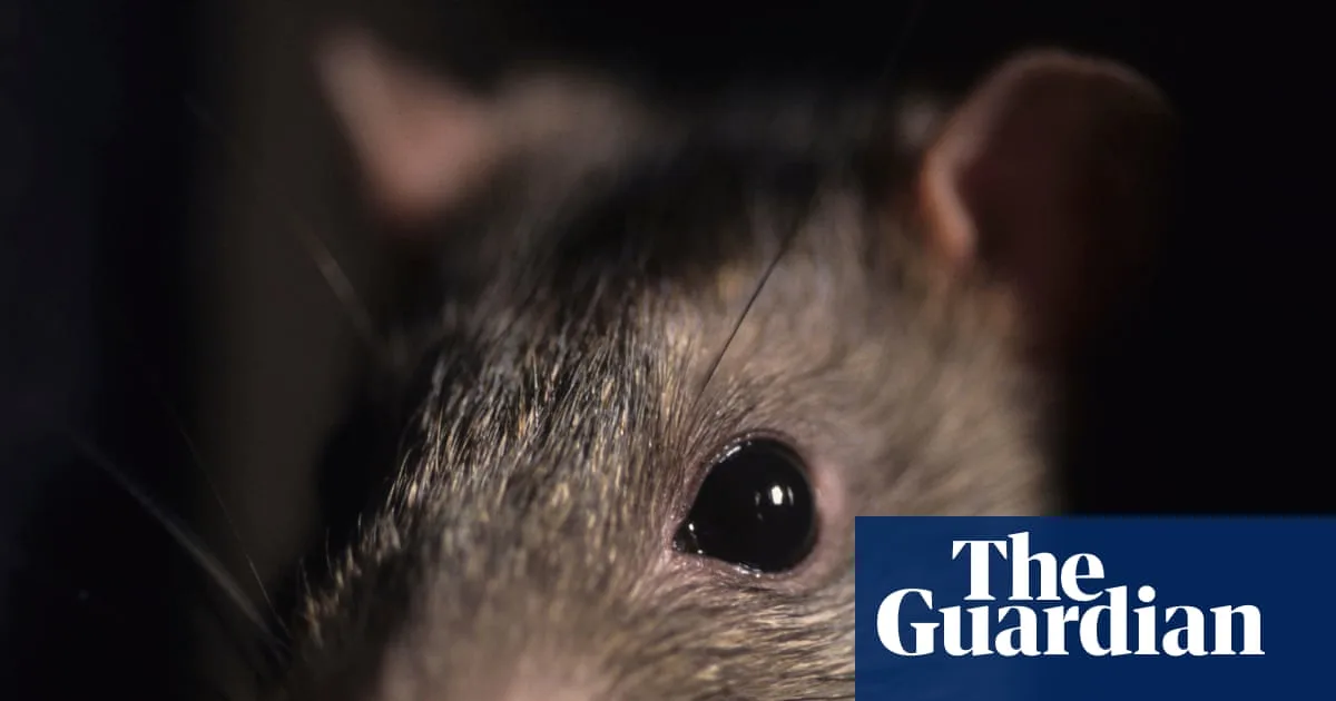 Giant 22-Inch Rat Found in Teesside Home Highlights Growing Rodent Crisis