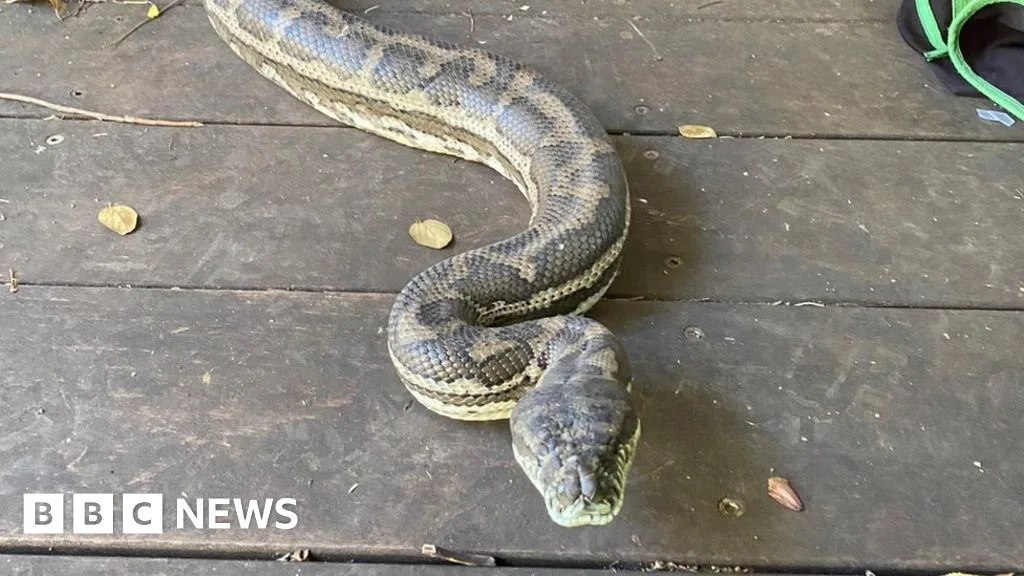 Giant Boa Constrictor Crashes Through Ceiling in UK Home