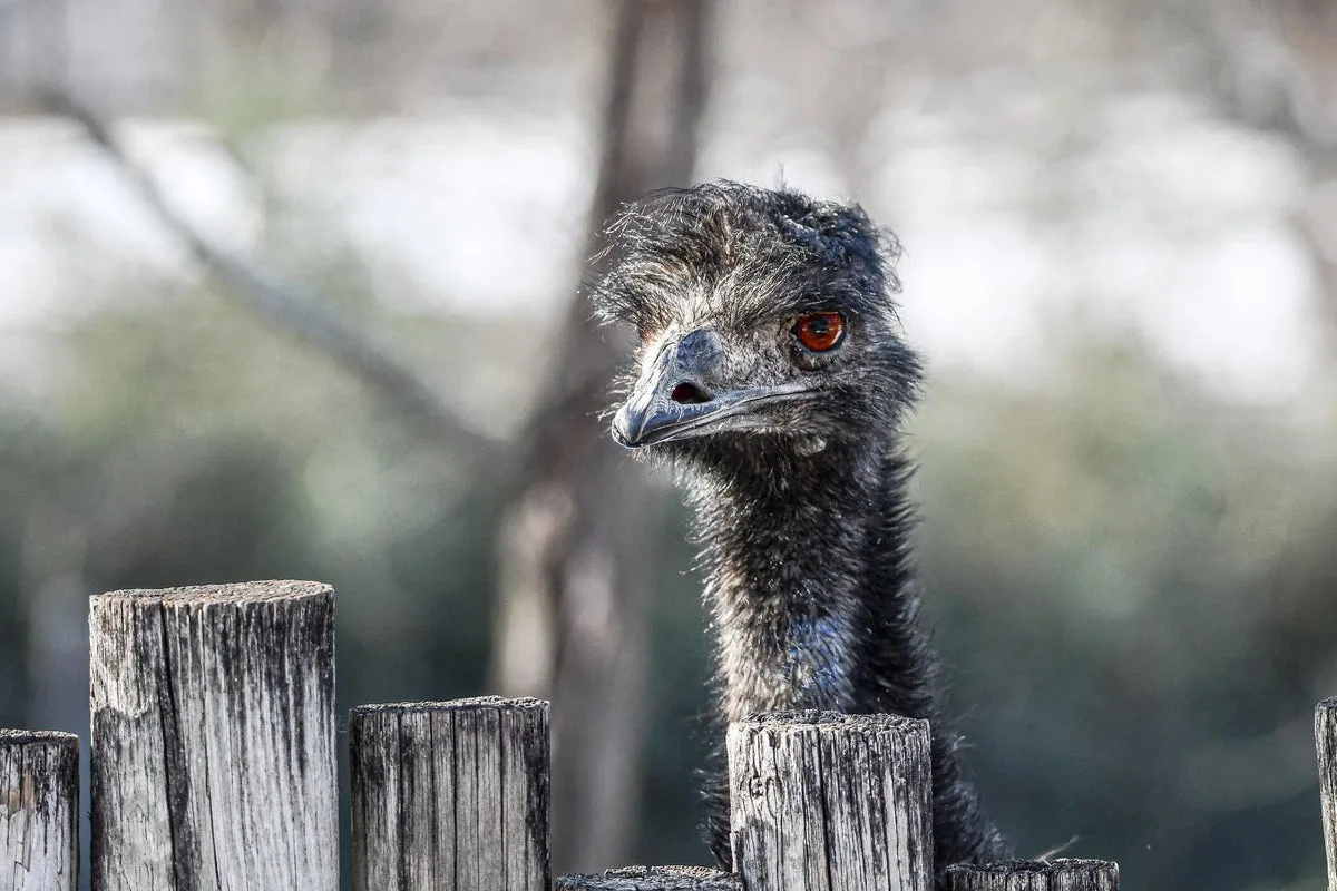 Giant Hailstorm Kills Emu at Missouri Zoo