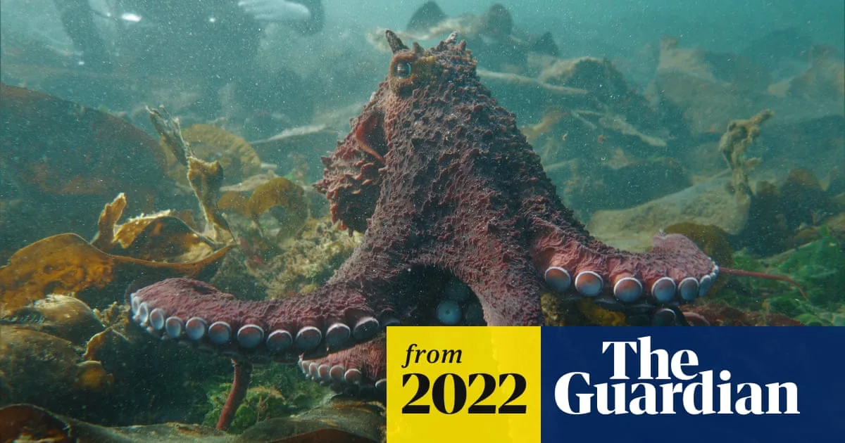 Diver Captures Rare Hug from Giant Pacific Octopus in British Columbia