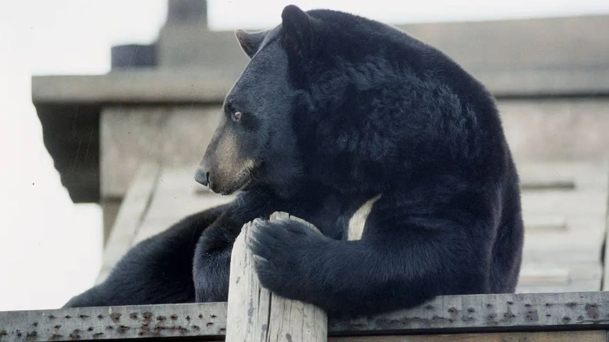 Glasgow Zoo Closes Permanently After £3.5m Debt
