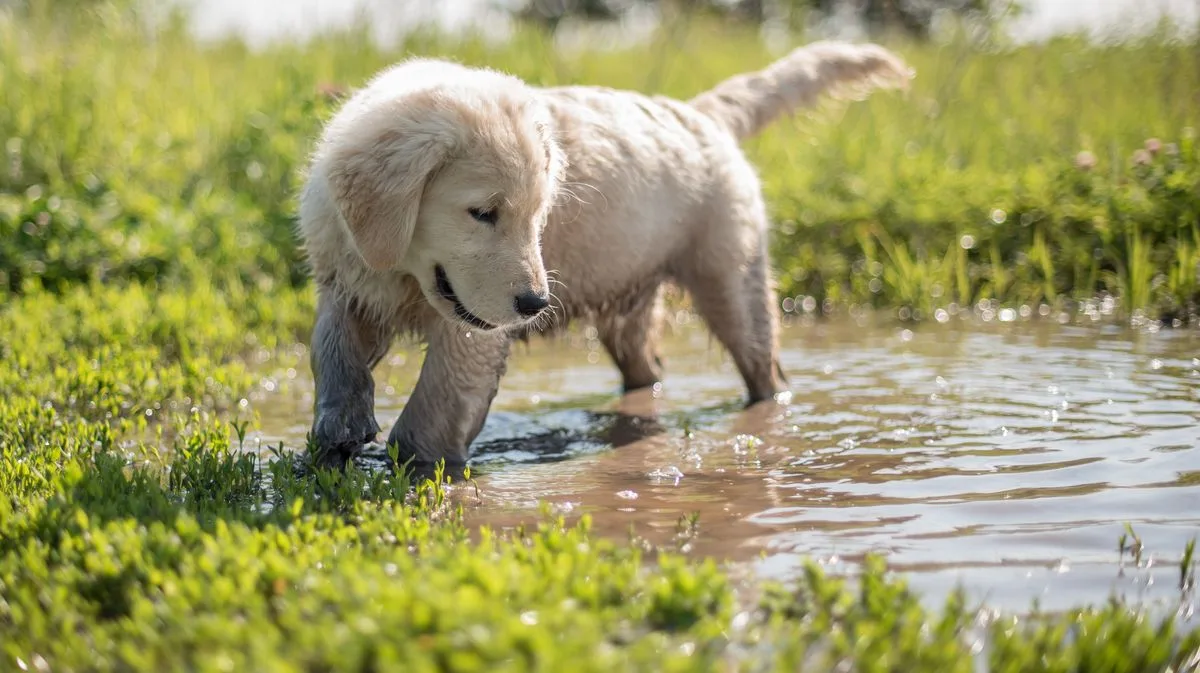 Golden Retriever Puppy's Adorable First Rain Experience in the Cotswolds