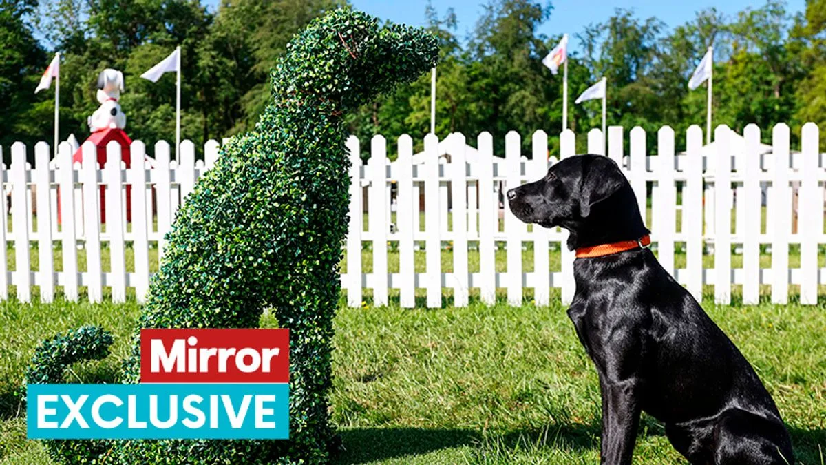 Goodwoof Festival Returns with Dog Yoga and Canine Fun at Goodwood