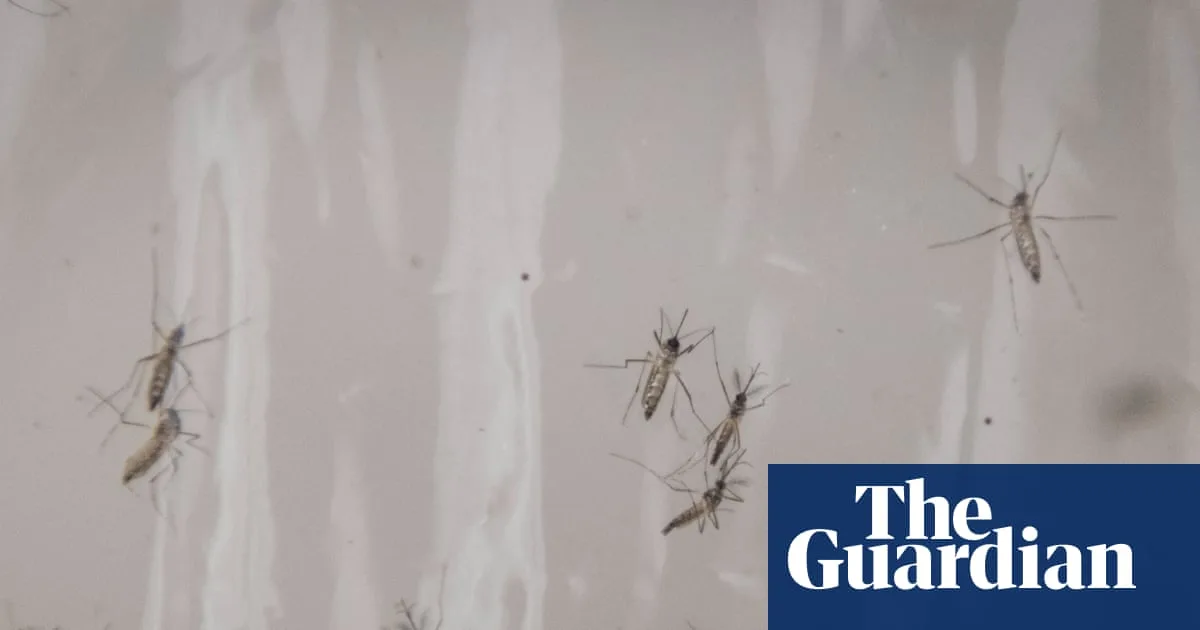 Google Plan To Release 64m Modified Mosquitoes Sparks Outrage