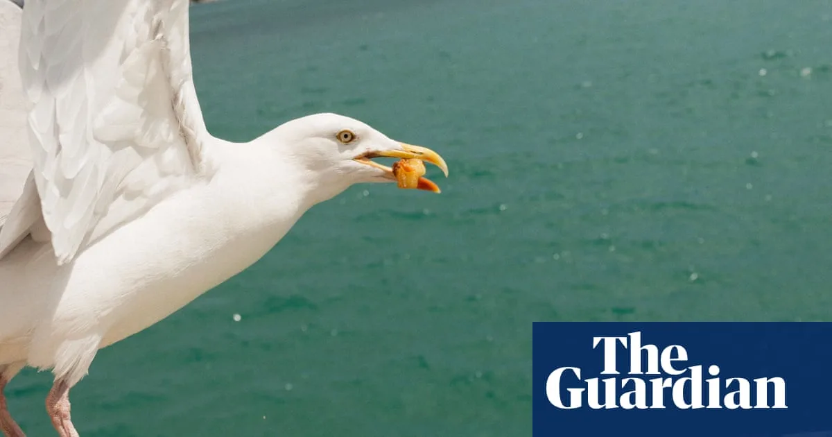 Googly Eyes on Chip Boxes Deter Seagulls, Study Finds