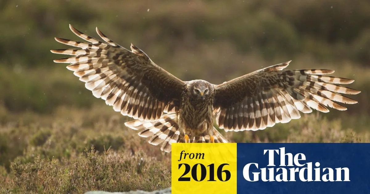 Landowners and Conservationists Unite Over Hen Harrier Plan