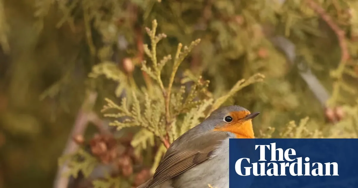 Canada's First European Robin Sparks Birdwatching Frenzy in Montreal