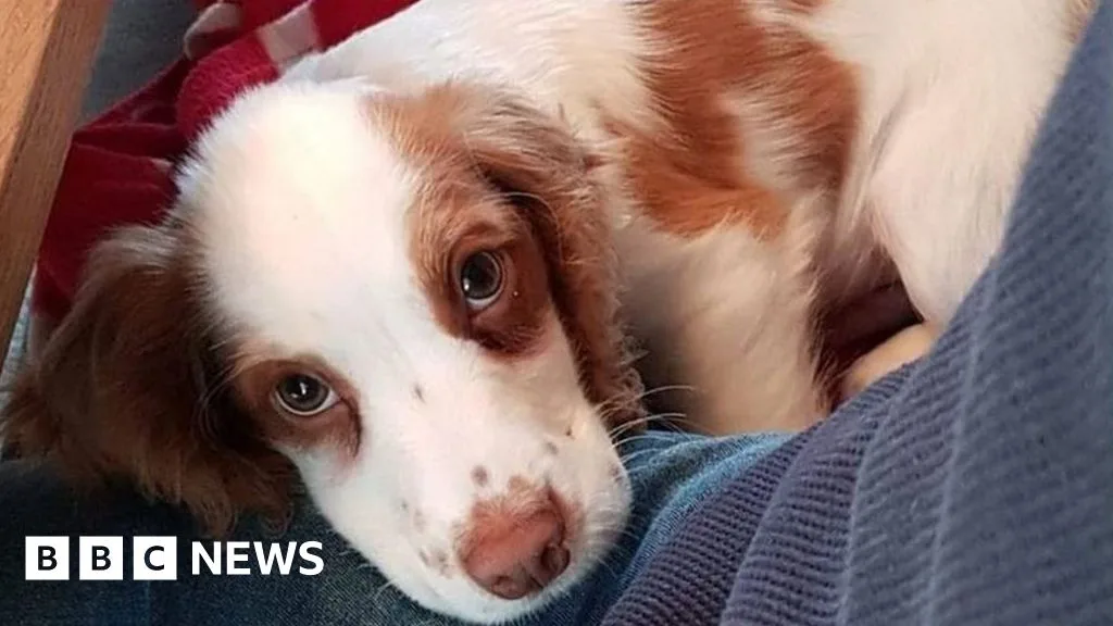 Stolen Puppy Found Dead in Leicestershire Woodland