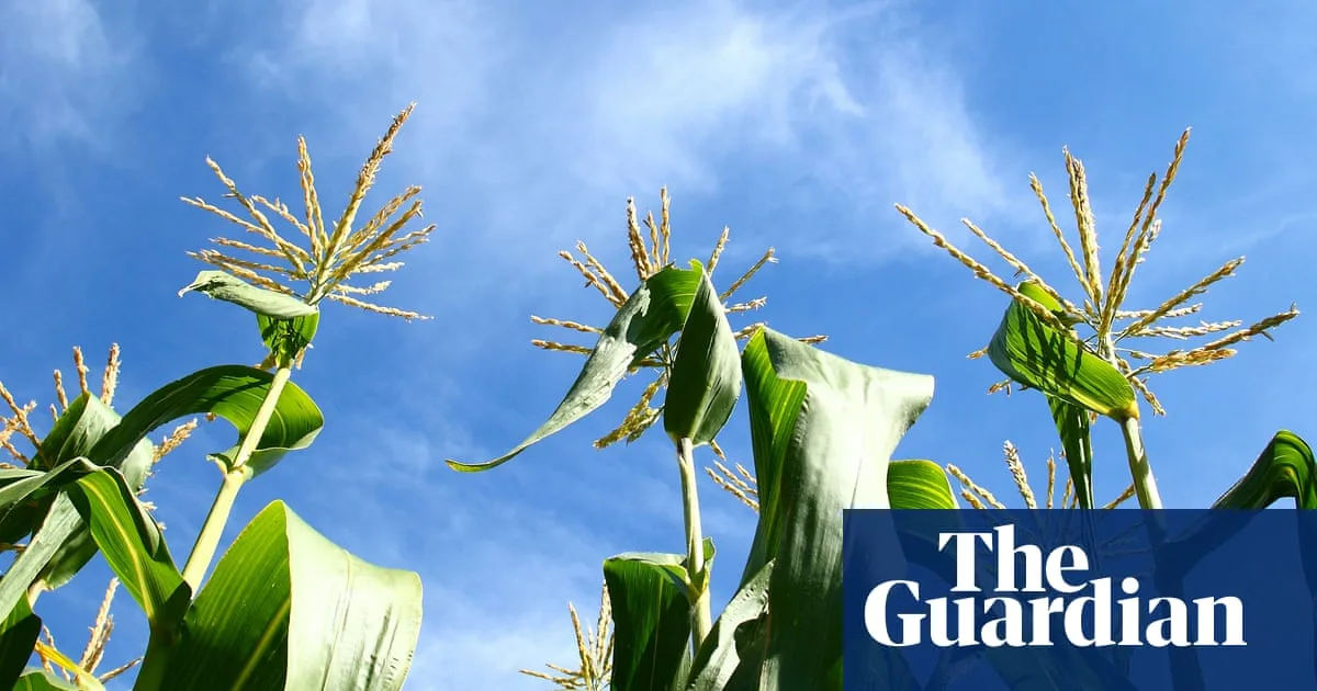 Growing Sweetcorn: A Delightful Summer Crop for Spacious Gardens