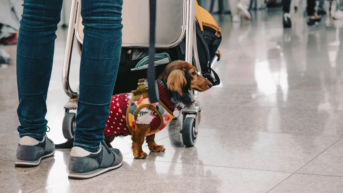 Savvy Traveller’s ‘Genius’ Hack Doubles Hand Luggage and Avoids Airline Fees
