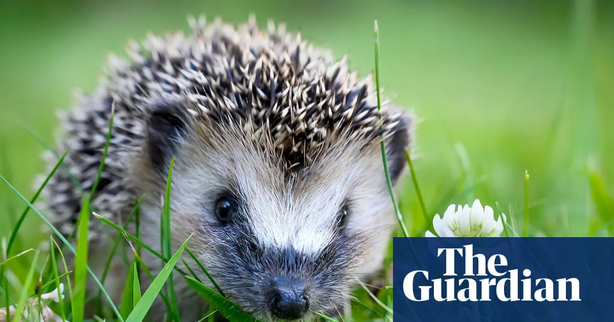 Harriet the Hedgehog: My Unlikely Pet in the Airing Cupboard