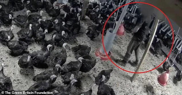Harrods Turkey Supplier Suspended Over Welfare Breaches