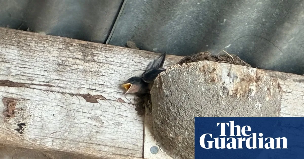 Heatwave Devastates Swallow Chicks in Norfolk