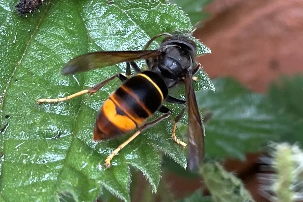 Heatwave May Trigger Asian Hornet Surge in UK