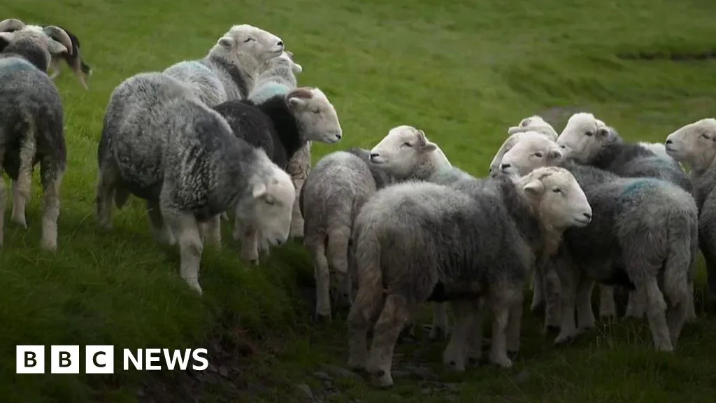 Herdwick Sheep Numbers Plummet in Lake District