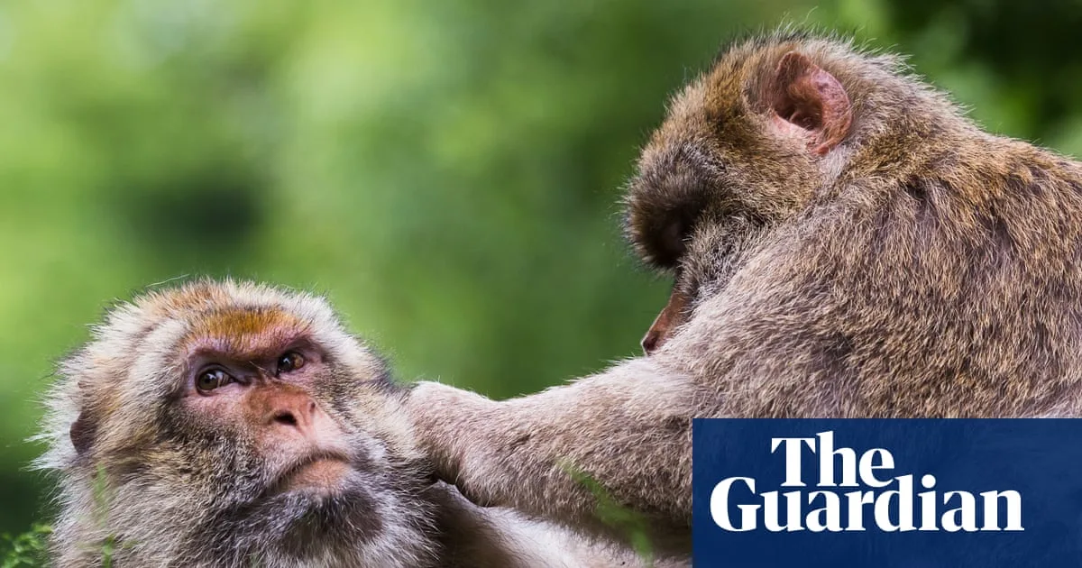 Same-Sex Behaviour in Primates May Be Survival Strategy