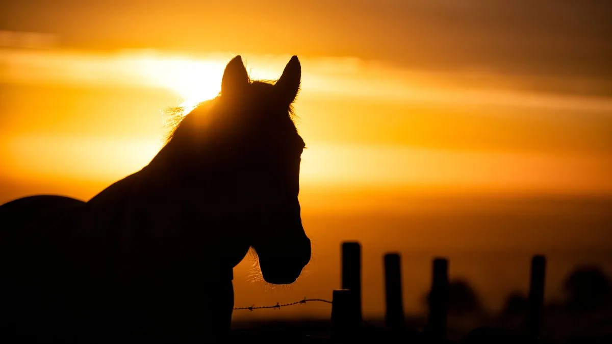 Optical Illusion of Horse Facing Sunrise Baffles Internet Users