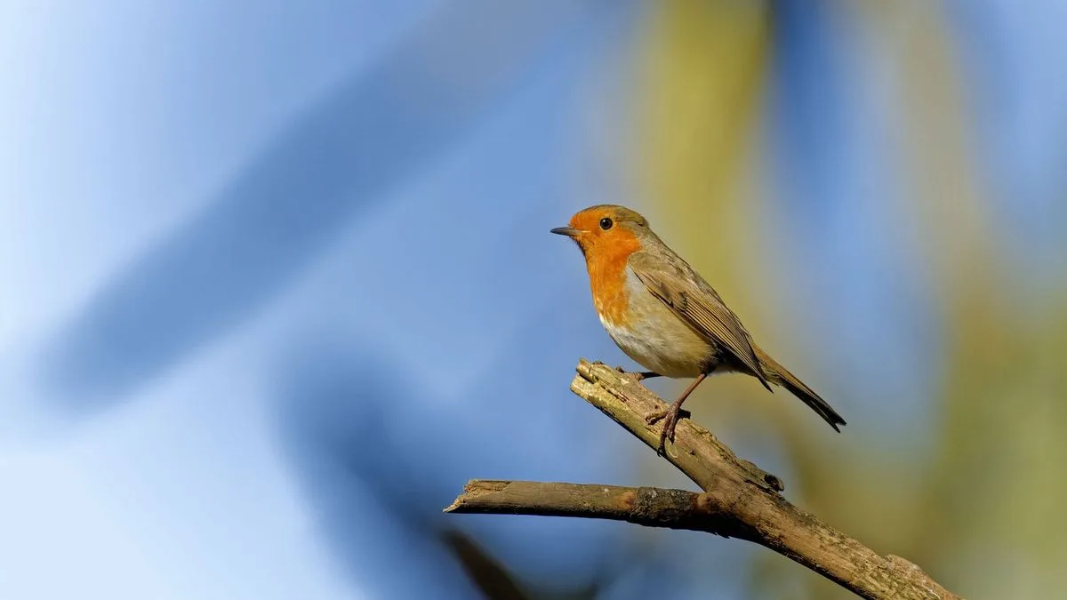 How to Attract Robins to Your Garden All Year Round