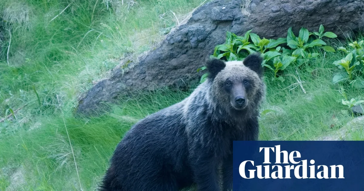 Japan Issues Bear Attack Survival Tips as Encounters Surge