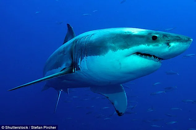 Great White Shark 'Hunting' in UK Waters, Expert Warns