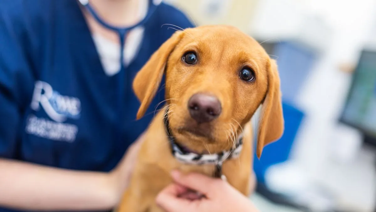 Human Names Overtake Traditional Choices For UK Pets