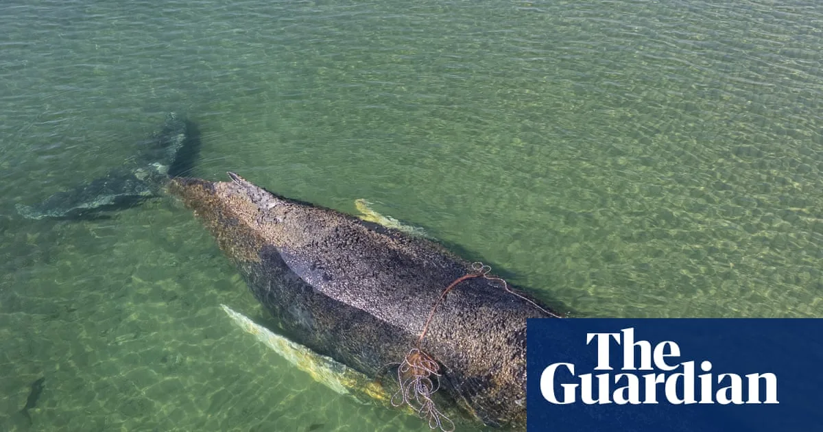 Humpback Whale Frees Itself in Baltic Sea After Rescue Efforts