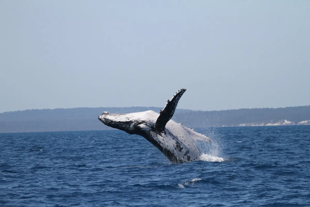 Humpback Whales Set New Migration Record with Epic Australia to Brazil Journey