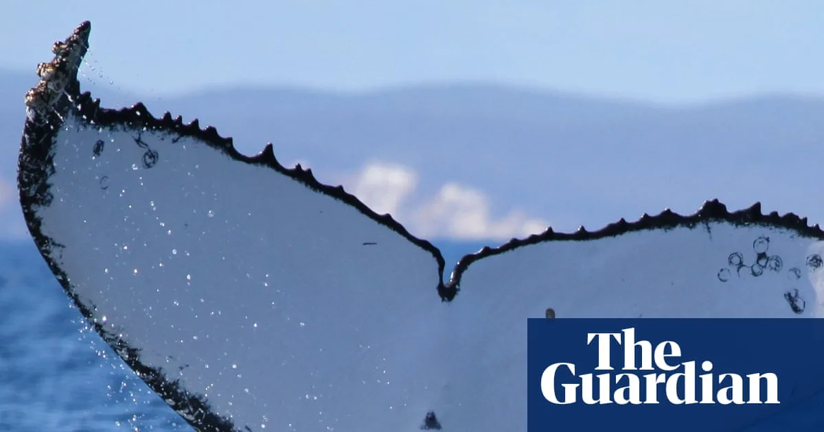 Humpback Whale Breaks Record with 15,000km Journey from Brazil to Australia