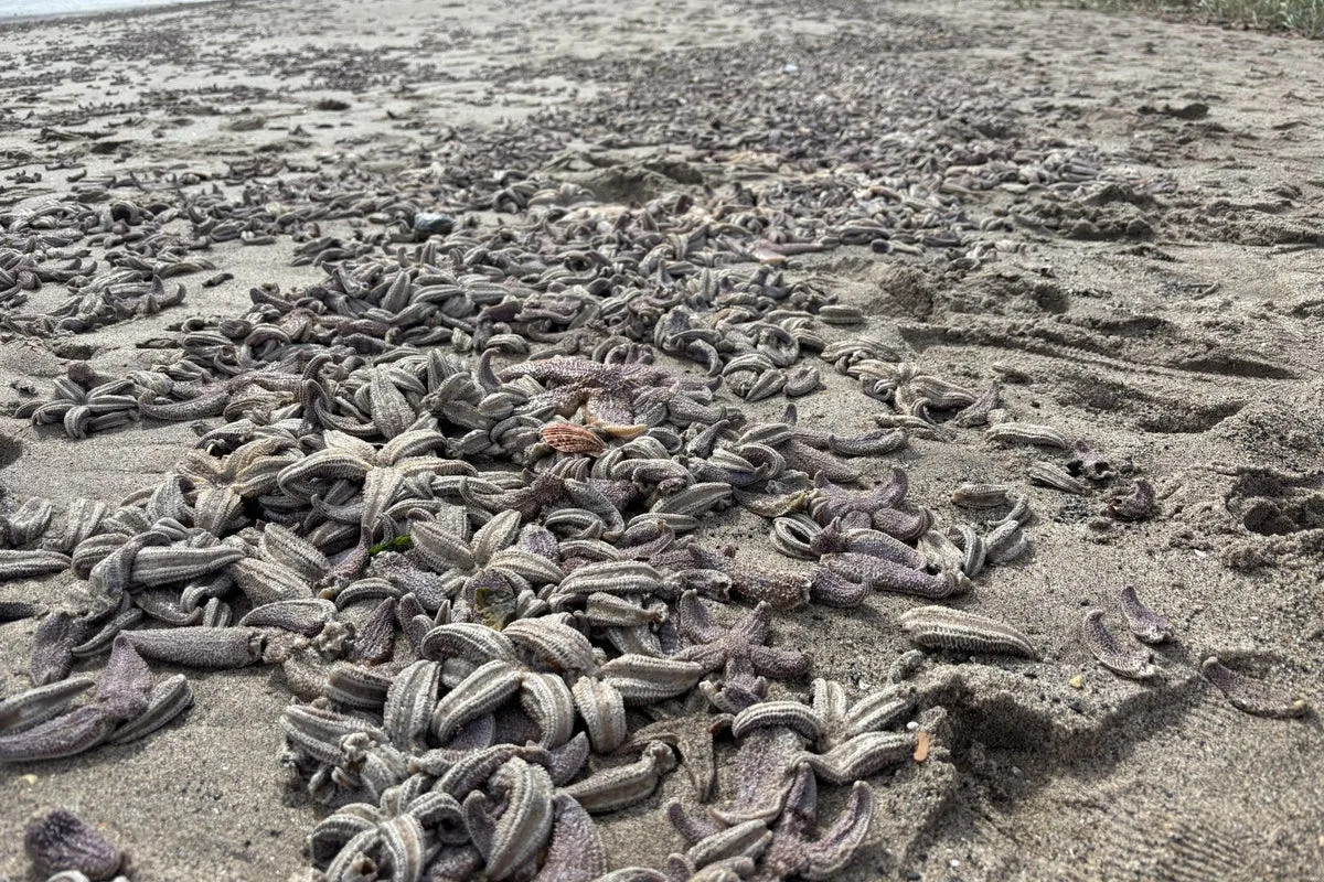 Thousands of Dead Starfish Wash Up on Fife Beach