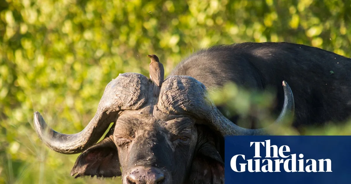 US Hunter Killed by Cape Buffalo in South Africa