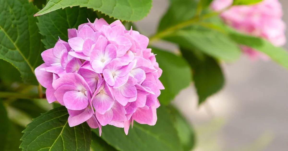 Hydrangeas Change Colour With One Soil Ingredient In May