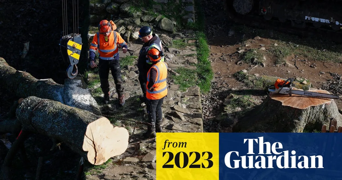Sycamore Gap Tree Removed from Hadrian’s Wall to Be Seasoned and Reused