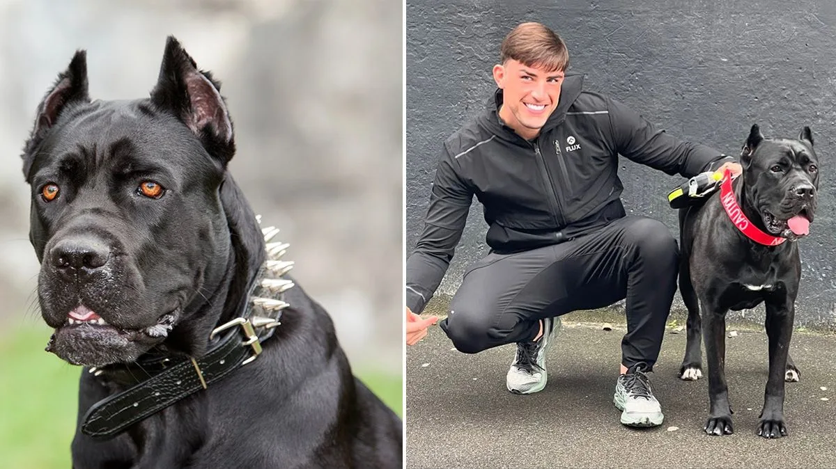Cane Corso: The 'XL Bully on Steroids' Sparking Concern After Love Islander Jailed