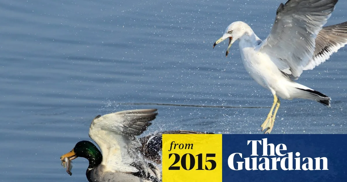 Inverness Council Takes Action Against Aggressive Urban Gulls