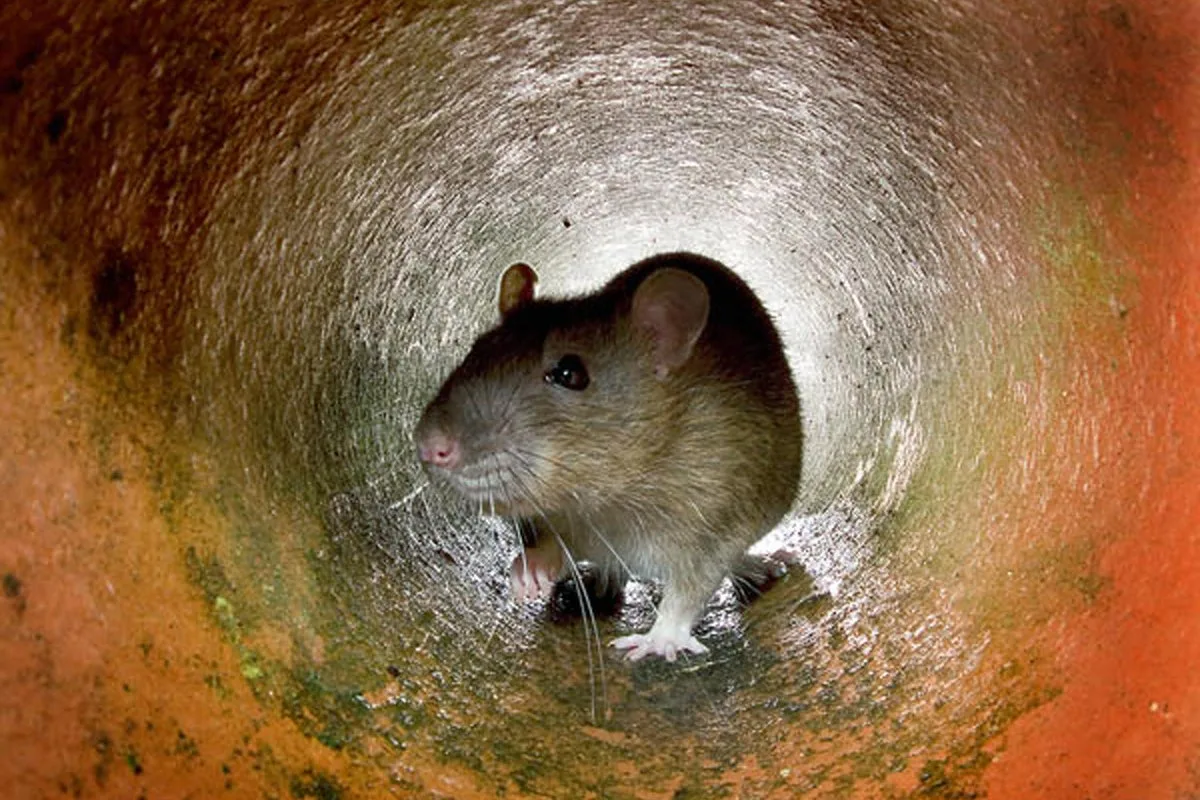 IRS Employee Quits Over Severe Rat Infestation in Georgia Office